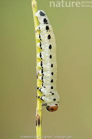 Attēlu rezultāti vaicājumam “Diprion pini”