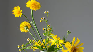 Image result for diente de leon