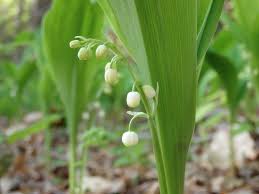 Attēlu rezultāti vaicājumam “Convallaria majalis bud”