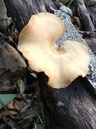 Attēlu rezultāti vaicājumam “Polyporus varius”