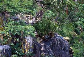 Attēlu rezultāti vaicājumam “Craterium aureum stalked”