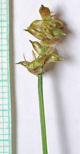 Attēlu rezultāti vaicājumam “Carex dioica”