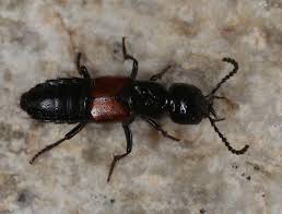 Attēlu rezultāti vaicājumam “Meloe sp. imago”