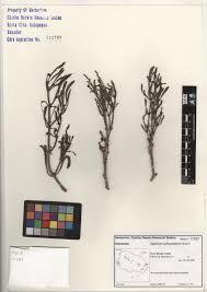 Attēlu rezultāti vaicājumam “Enteridium liceoides sessile”