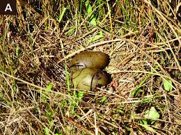 Attēlu rezultāti vaicājumam “Gallinago gallinago eggs”