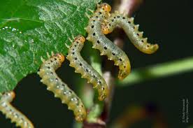 Attēlu rezultāti vaicājumam “Pristiphora maesta”