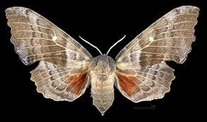 Attēlu rezultāti vaicājumam “Laothoe populi imago”