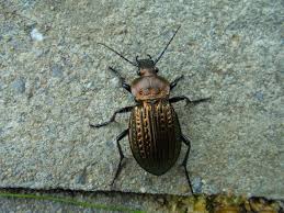 Attēlu rezultāti vaicājumam “Carabus cancellatus”