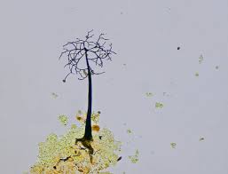 Attēlu rezultāti vaicājumam “Paradiacheopsis rigida spores”