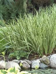 Image result for Acorus calamus