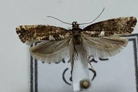 Attēlu rezultāti vaicājumam “Acrolepiopsis assectella”