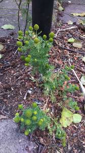 Attēlu rezultāti vaicājumam “Matricaria discoidea leaf”
