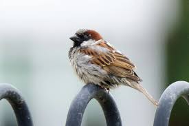 Image result for Passer domesticus