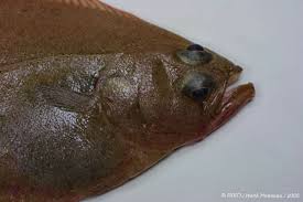 Image result for Hippoglossoides platessoides