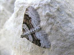 Attēlu rezultāti vaicājumam “Xanthorhoe designata”