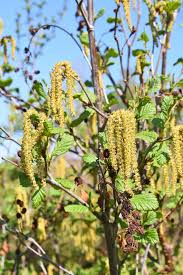 Attēlu rezultāti vaicājumam “Alnus incana female flower”