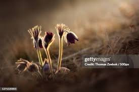 Attēlu rezultāti vaicājumam “Pulsatilla pratensis bud”