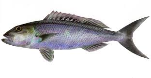 Image result for Aprion virescens