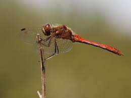 Attēlu rezultāti vaicājumam “Sympetrum vulgatum”