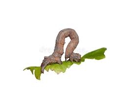 Attēlu rezultāti vaicājumam “Crocallis elinguaria larva”