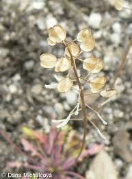 Attēlu rezultāti vaicājumam “Teesdalia nudicaulis”