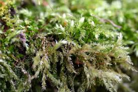 Attēlu rezultāti vaicājumam “Brachythecium rutabulum”