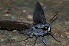 Attēlu rezultāti vaicājumam “Sphinx pinastri”