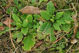 Attēlu rezultāti vaicājumam “Primula veris leaf”