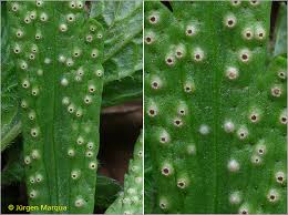 Attēlu rezultāti vaicājumam “Ochropsora ariae”