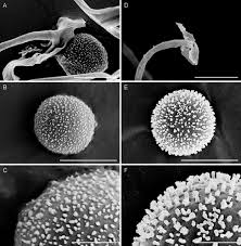 Attēlu rezultāti vaicājumam “Trichia alpina young”