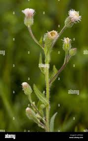 Attēlu rezultāti vaicājumam “Erigeron acris flower”