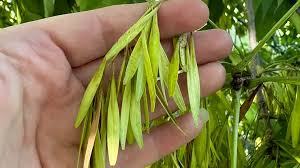 Attēlu rezultāti vaicājumam “Fraxinus pennsylvanica fruit”