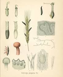 Attēlu rezultāti vaicājumam “Claviceps purpurea”