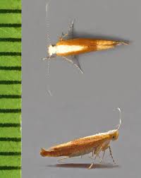 Attēlu rezultāti vaicājumam “Argyresthia albistria”