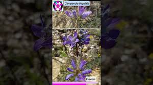 Image result for Campanula lingulata