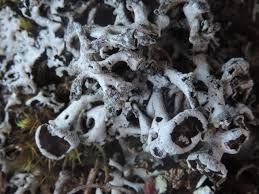 Attēlu rezultāti vaicājumam “Hypogymnia tubulosa”