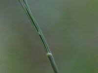 Attēlu rezultāti vaicājumam “Bromopsis benekenii”