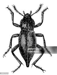 Attēlu rezultāti vaicājumam “Blaps mortisaga”