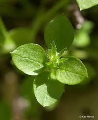 Attēlu rezultāti vaicājumam “Stellaria pallida”