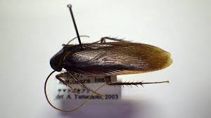 Image result for ゴキブリ報告所