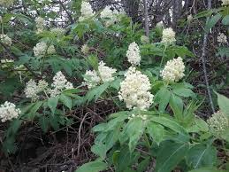 Attēlu rezultāti vaicājumam “Sambucus racemosa flower”