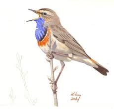 Attēlu rezultāti vaicājumam “Luscinia svecica”