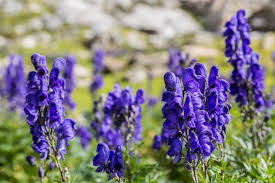 Attēlu rezultāti vaicājumam “Aconitum napellus flower”