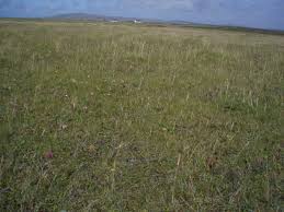 Attēlu rezultāti vaicājumam “Festuca arenaria”