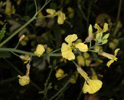 Attēlu rezultāti vaicājumam “Raphanus raphanistrum flower”
