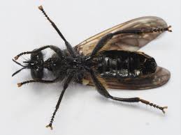 Attēlu rezultāti vaicājumam “Choerades sp.”