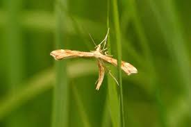 Attēlu rezultāti vaicājumam “Gillmeria pallidactyla”