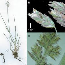 Attēlu rezultāti vaicājumam “Poa nemoralis fruit”