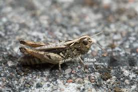 Attēlu rezultāti vaicājumam “Myrmeleotettix maculatus”