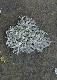 Attēlu rezultāti vaicājumam “Physcia tenella”